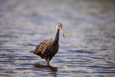 Limpkin aramus guarauna wades through a marsh and forages for food in the myakka river in sarasota