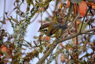 Low angle view of a bird perching on branch