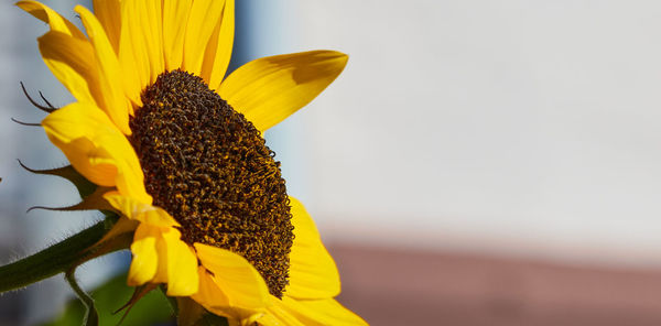 Close-up of yellow sunflower against sky