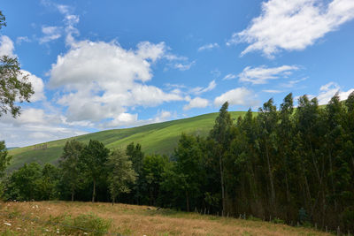 Trees on field against sky