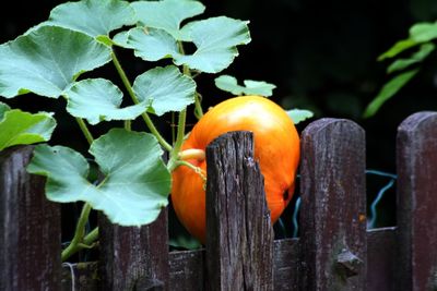 Close-up of orange leaf