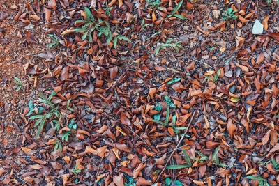 Full frame shot of dry leaves on land