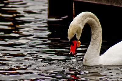 Close-up of mute swan eating while swimming on lake