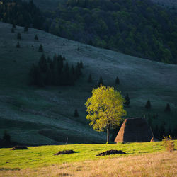 Scenic view of field against trees