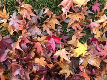 Close-up of maple leaves fallen in autumn