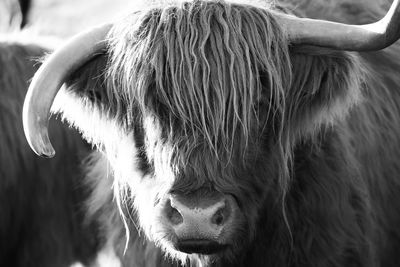 Close-up of cow