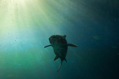 Fish swimming in sea