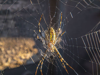 The spider sits on a web in the sunlight. 