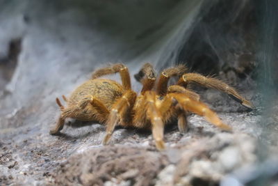 Close-up of spider