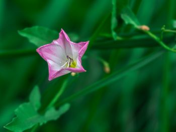 Close-up of pink rose flower