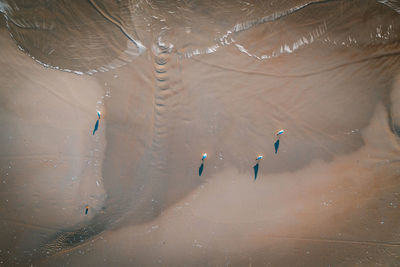 High angle view of seagulls at beach