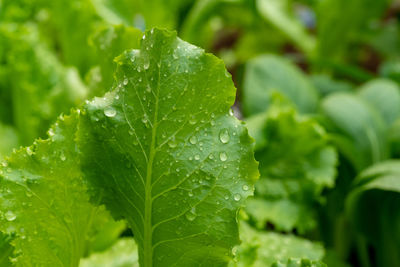Close-up of raindrops on leaves