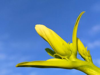 Close-up of yellow flower against blue sky