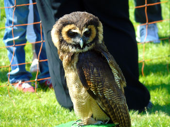 Close-up portrait of an owl