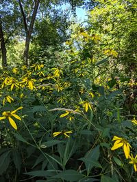 Close-up of yellow flowering plant