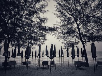 Panoramic shot of chairs by trees against sky