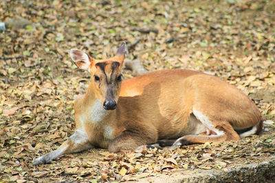 Portrait of deer lying on land