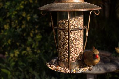 Close-up of bird on feeder