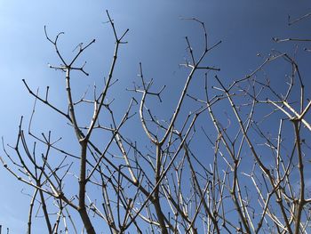 Low angle view of bare tree against clear blue sky