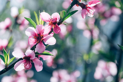 Close-up of pink cherry blossoms