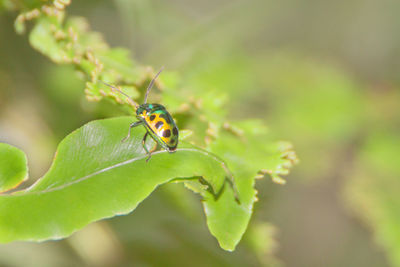 Close-up of insect on leaf