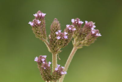 Close-up of butterfly pollinating on flower