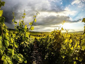 Scenic view of field against cloudy sky