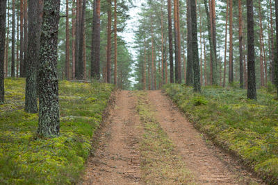 Dirt road passing through forest