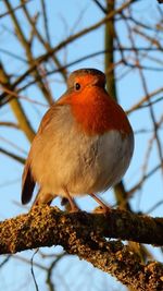 Low angle view of bird perching on branch