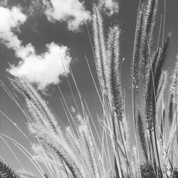 Low angle view of reed grass