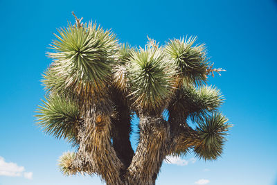 Low angle view of joshua tree against clear blue sky