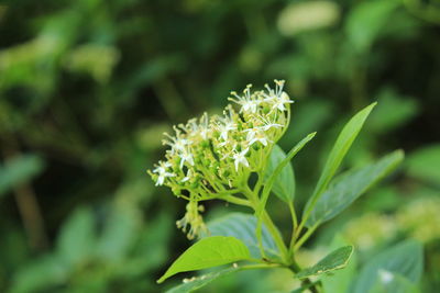 Close-up of flowering plant