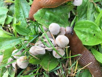 Close-up of snake on plant