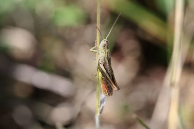 Close-up of butterfly on plant