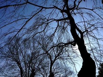 Low angle view of tree against clear sky