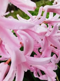 Close-up of wet pink flower