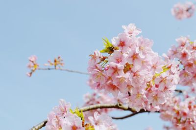 Close-up of pink cherry blossoms against sky