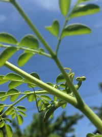 Close-up of fresh green plant against sky