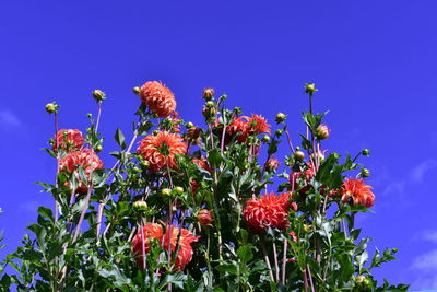 Low angle view of flowering plants against blue sky