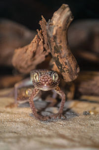 Portrait of gecko on sand