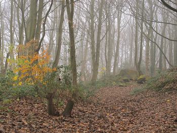 Trees and plants in forest