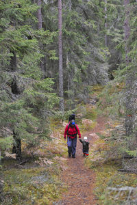 Rear view of man walking in forest