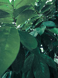 Close-up of raindrops on leaves