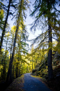 Road amidst trees in forest