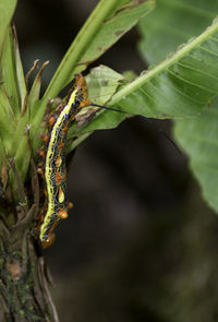 Close-up of insect on leaf