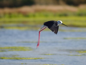 Bird flying over water