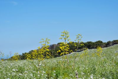 Low angle view of oilseed rape field against clear blue sky