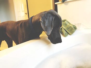 Close-up of dog at home