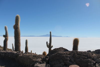 Cactus growing on rock against sea against clear blue sky