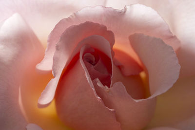 Close-up of pink rose